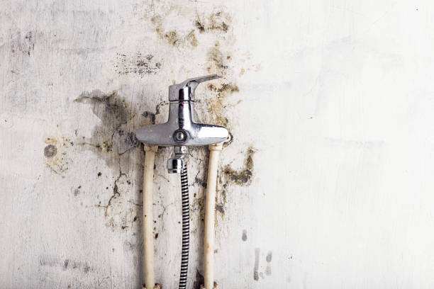 Best Kitchen Mold Remediation in Wakefield, KS