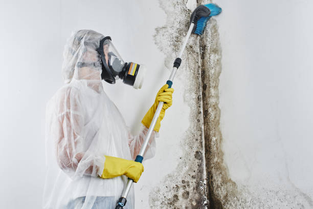 Best Residential Mold Remediation in Wakefield, KS