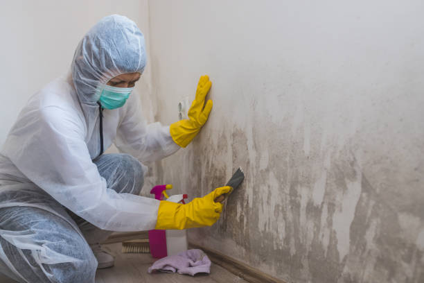Best Emergency Mold Remediation in Wakefield, KS