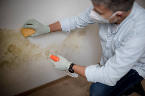 Best Attic Mold Remediation in Wakefield, KS