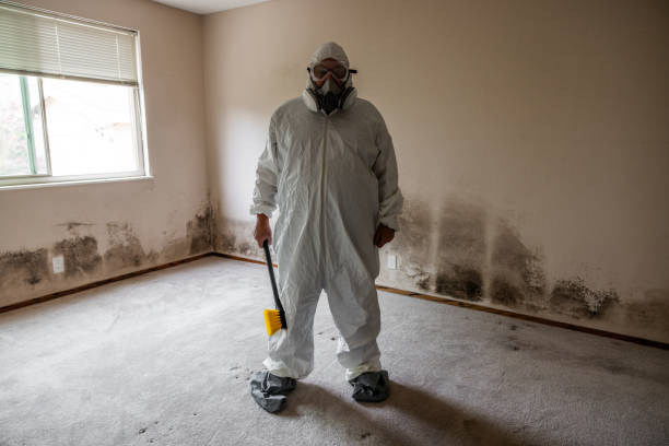 Best Basement Mold Remediation in Wakefield, KS